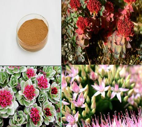 1%-10% Rhodiola Plant Extract