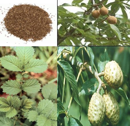 18%, 20% Chinese Buckeye Seed Plant Extract