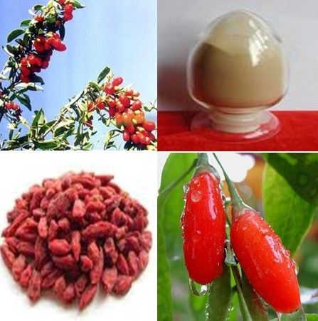 20%, 40%, 60% Barbary Wolfberry Fruit Plant Extract