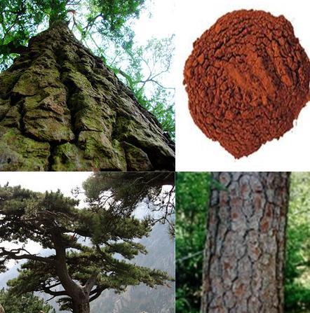 40%-95% Pine Bark Plant Extract