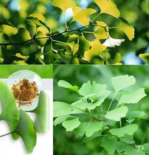 Ginkgo Biloba Leaf Plant Extract
