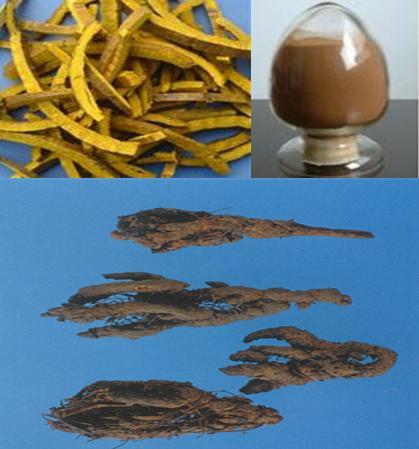 10:1, 20:1 Amur Cork-Tree Bark Plant Extract