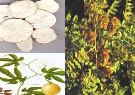 10:1 Mongolian Snakegourd Root Plant Extract