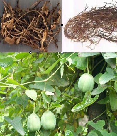 Dutchmanspipe Vine Northern Dutchmanspipe Vine Plant Extract