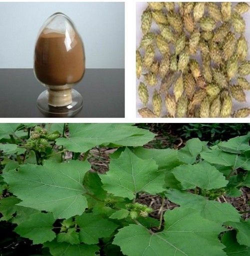 10:1 20:1 Siberian Cocklebur Fruit Plant Extract