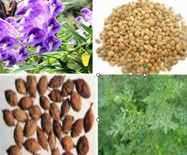 5:1 10:1 20:1 Alpinia Extract Plant Extract