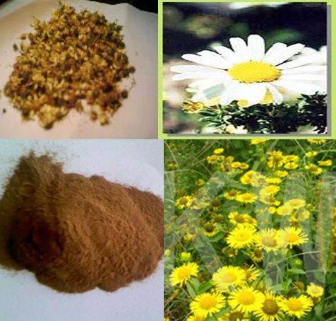 5:1 10:1 20:1 Flower of Indian Dendranthema, Wild chrysanthemum