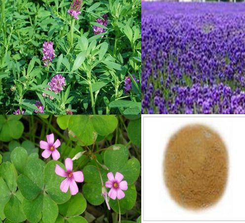 5% 20% 50% Alfalfa Plant Extract