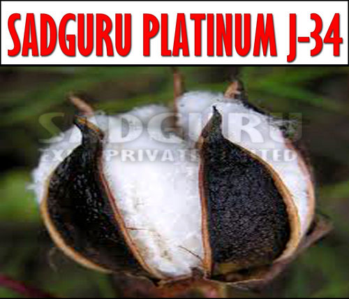 Platinum J-34 Raw Cotton