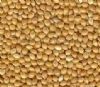 Yellow Color Millet Food