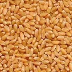 Wheat Grain