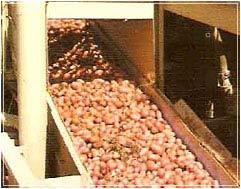 Flat Food Belts Conveyor