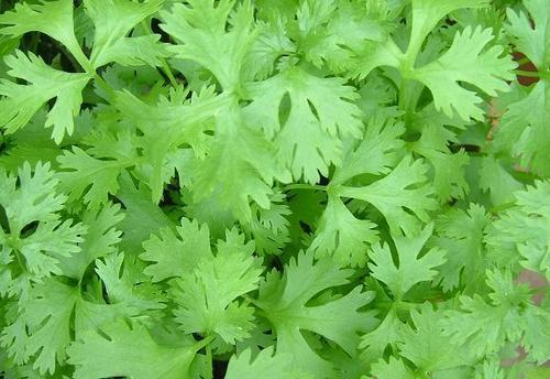 Dehydrated Coriander Spice Leaves