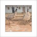 High Breed Adult Emu Birds