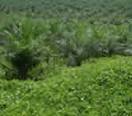 Oil Palm Plantation Service By SNC Eagle Heights Limited