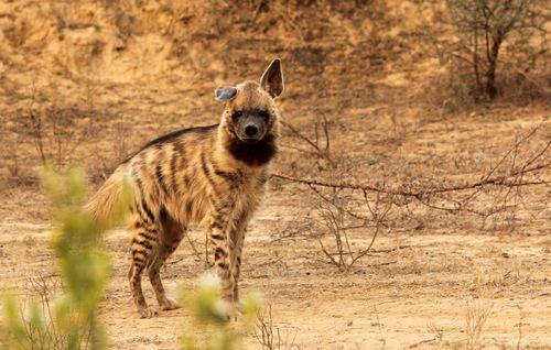 Rare Species Photography Tours