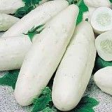 Cucumber White Seeds