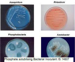 ISI Certification For Bacterial Inoculant