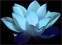 Blue Lotus Oil