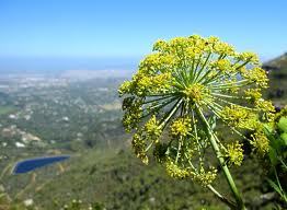 Galbanum Oil