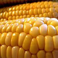 Yellow Corn