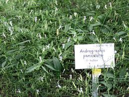 Andrographis Paniculata