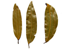 Cinnamomum Tamala (Leaves)-tejpatta