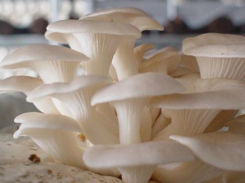 Oysters Mushrooms Capacity: 500-1000 Kg Per Square Meter