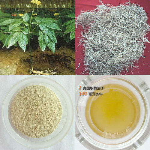 Panax Ginseng Powder