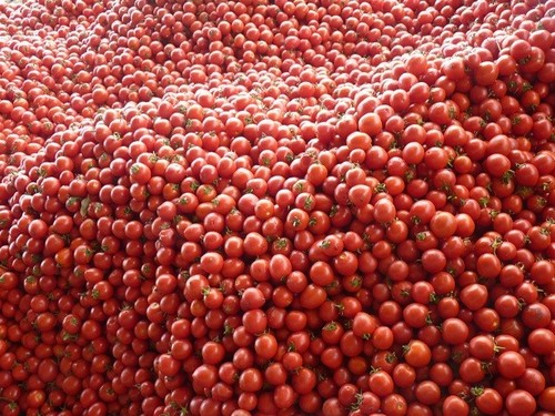 Pickled Big Tomato - Red, Bulk Packaging | Fresh, Juicy, Flavorful, Versatile