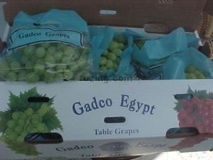 Seedless Grapes - 5 Kg Net Carton Pack, Red Flame, White Superior, Thompson, Red Crimson, Red King Ruby, Red Globe