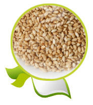 Natural Sesame Seeds