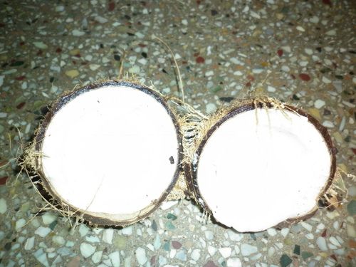 Dried Nutrition Coconut Piece