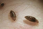 Bedbug Control 