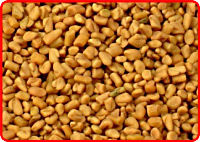 Fenugreek Seeds