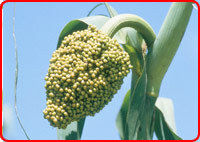 Green Millet