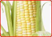 Maize