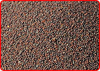 Mustard Seeds