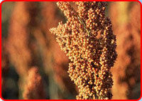 Sorghum