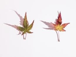 Green Maple Tree Plant