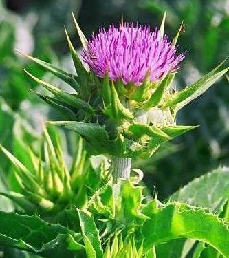 Milk Thistle Extract - Silymarin 80% UV, Fine Light Yellow Powder from 100% Natural Fruit | Liver Protection, Antioxidant, Improves Liver Function