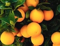 Valencia Orange