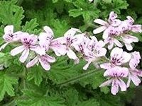 Geranium Oil