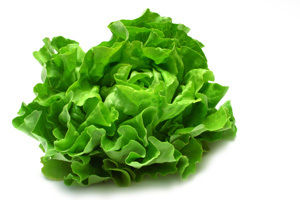 Lettuce Iceberg