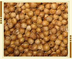 Coriander Seeds