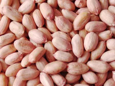 Groundnut Seed