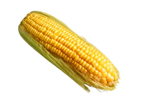 Maize Corn