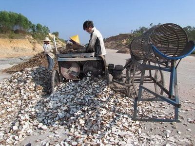 Fresh Cassava Chipping Machine