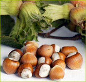 Organic Hazelnuts