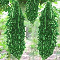 bitter gourd seeds